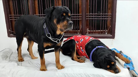 Nut and Bolt's arrangement to stay in the cold || Mr.Bolt & Nut