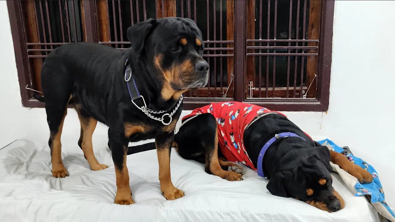 Nut and Bolt's arrangement to stay in the cold || Mr.Bolt & Nut