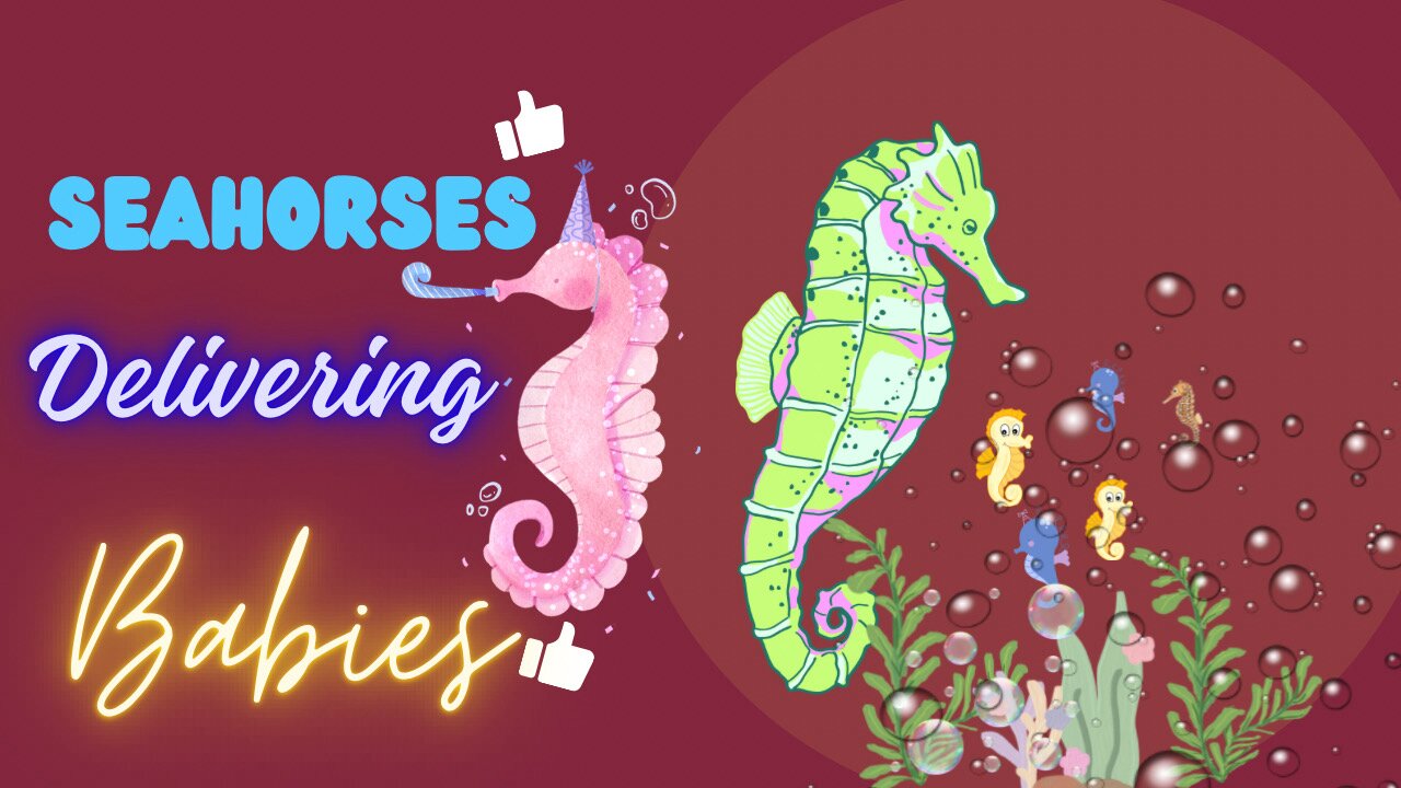 Female seahorse belivering babies