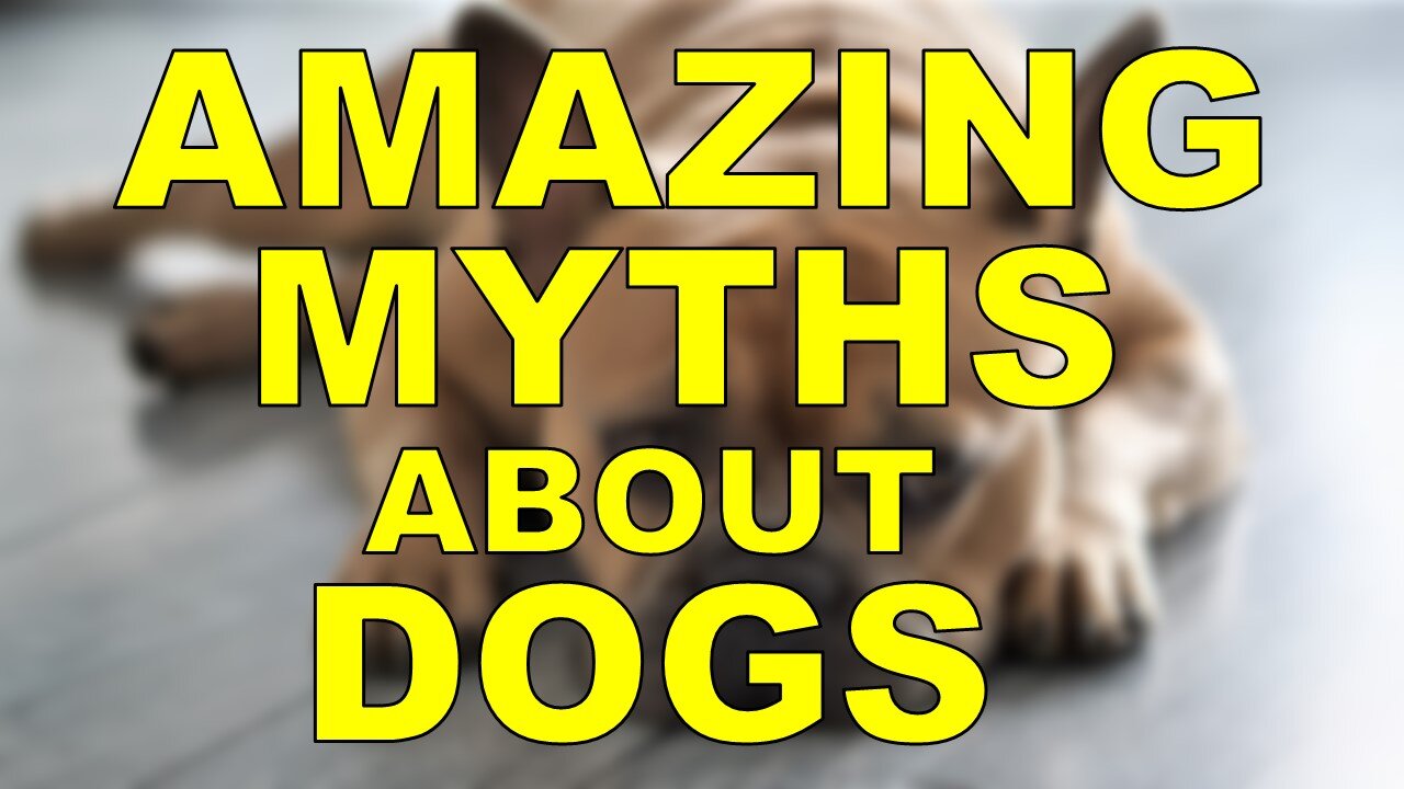 Amazing Myths about Dogs