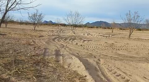 Planting pecan trees at our house in mexico