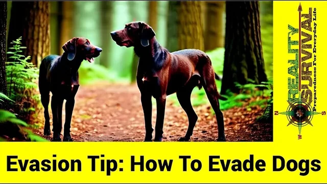 Advanced Evasion Tips: Evading Dogs