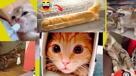 😻😻 Funny Cats😼: A Hilarious and Entertaining Video of😸 Feline Adventures!😻😻