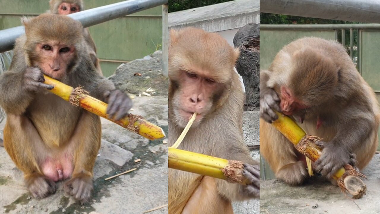 Monkey eat sugar can || feeding sugar can to the wild hungry monkey || monkey love sugar can