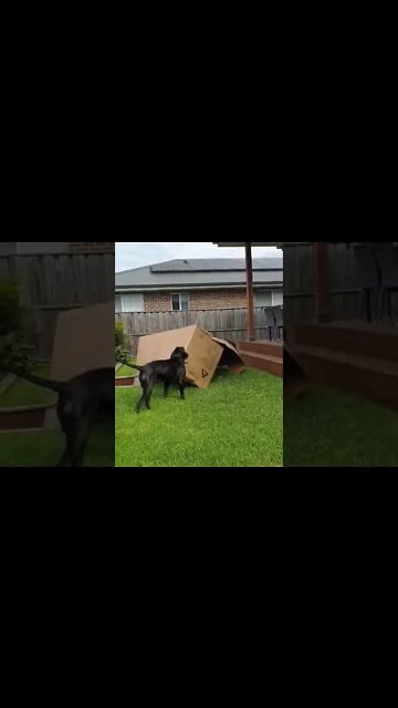 When your dog gets more excited over the box then the present inside 🤣