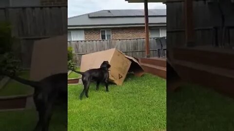 When your dog gets more excited over the box then the present inside 🤣