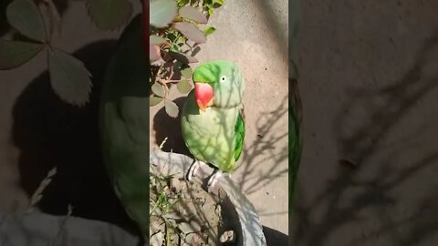 Lovely parrot