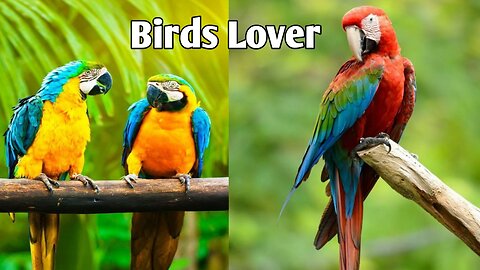 Birds Lover !!