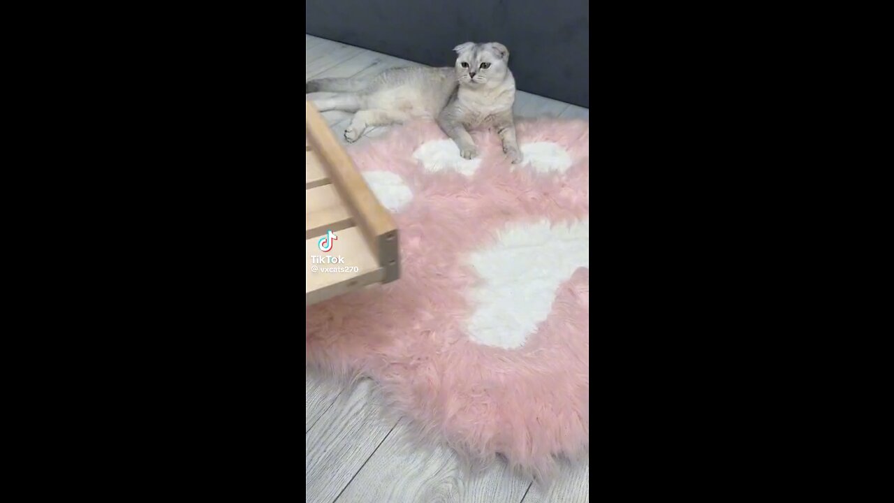 OWNER MAKING CAT BED