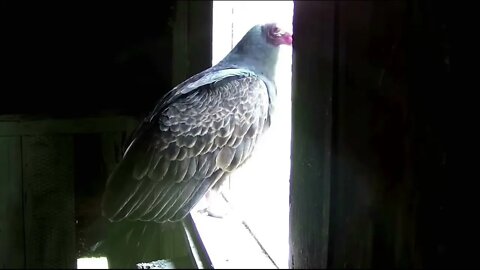 Turkey Vultures have returned and have an egg. 4-23-22