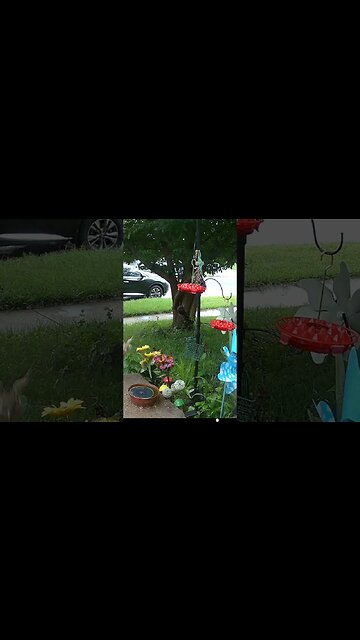 Birds In The Rain! 💧 #Wildlife #Birds #Rain