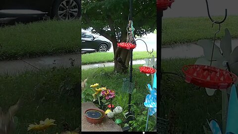 Birds In The Rain! 💧 #Wildlife #Birds #Rain