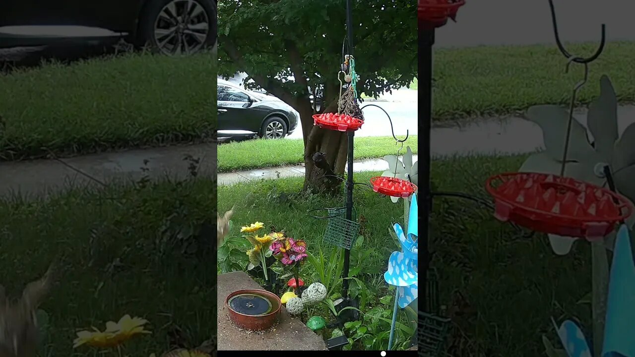 Birds In The Rain! 💧 #Wildlife #Birds #Rain