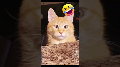 Best Funny Animals Videos - Funniest Cat