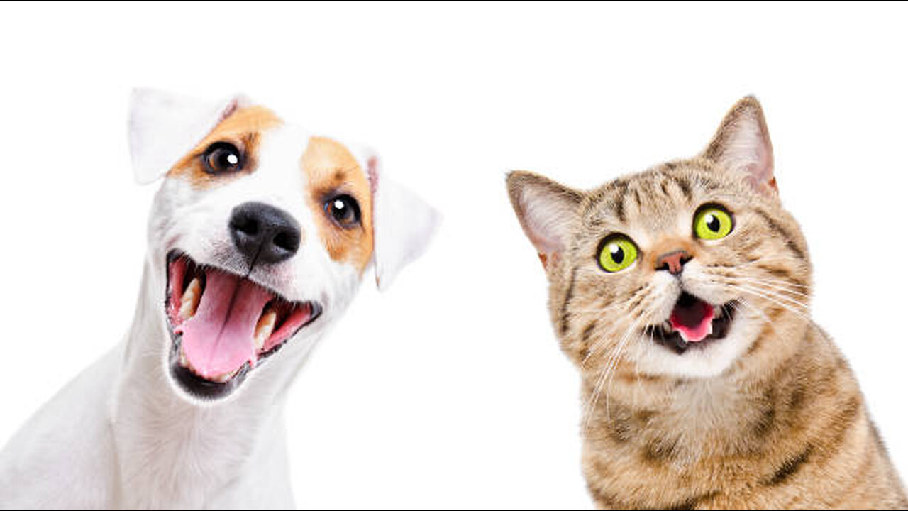 Howlarious Hijinks: Cats and Dogs Unleash the Laughs!"