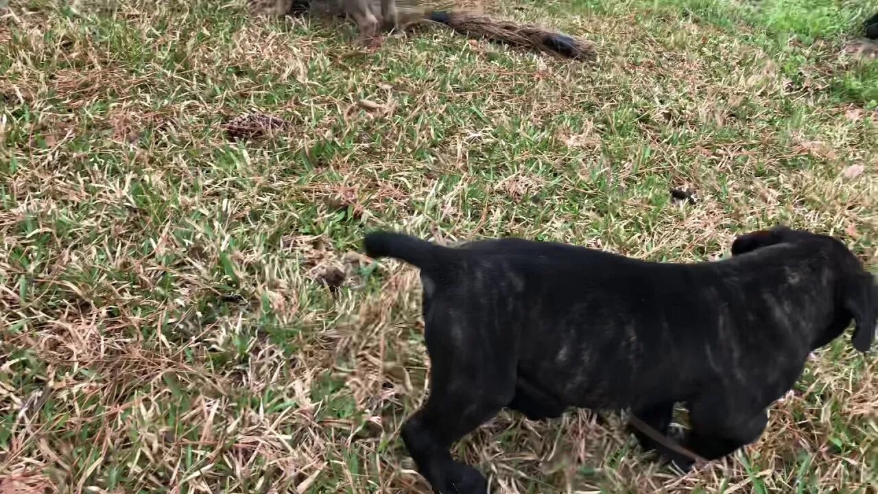 Pups from Reptar x Onyx at 6 weeks