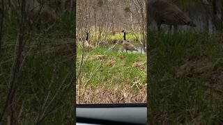 Canada Geese with their babies