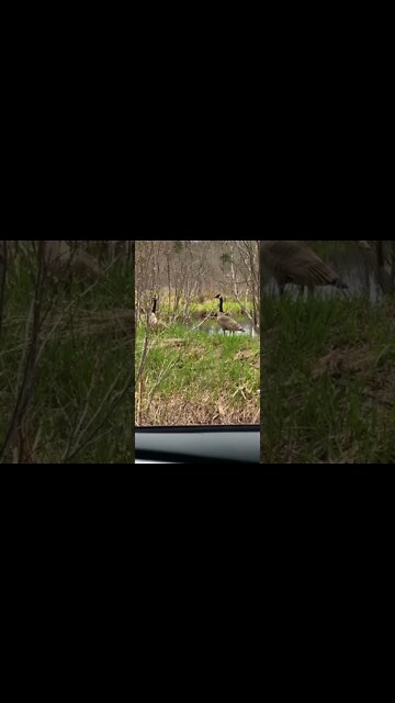 Canada Geese with their babies