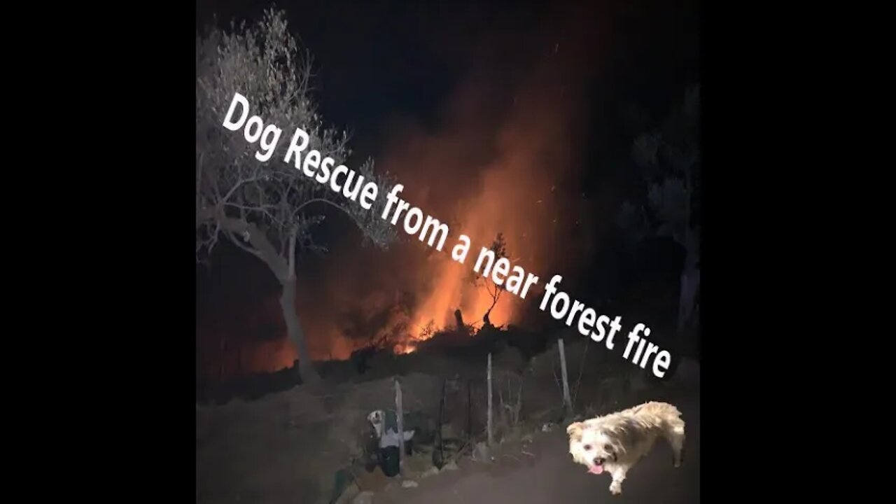 Short Movie Story - Forest Fire And A Lucky Dog