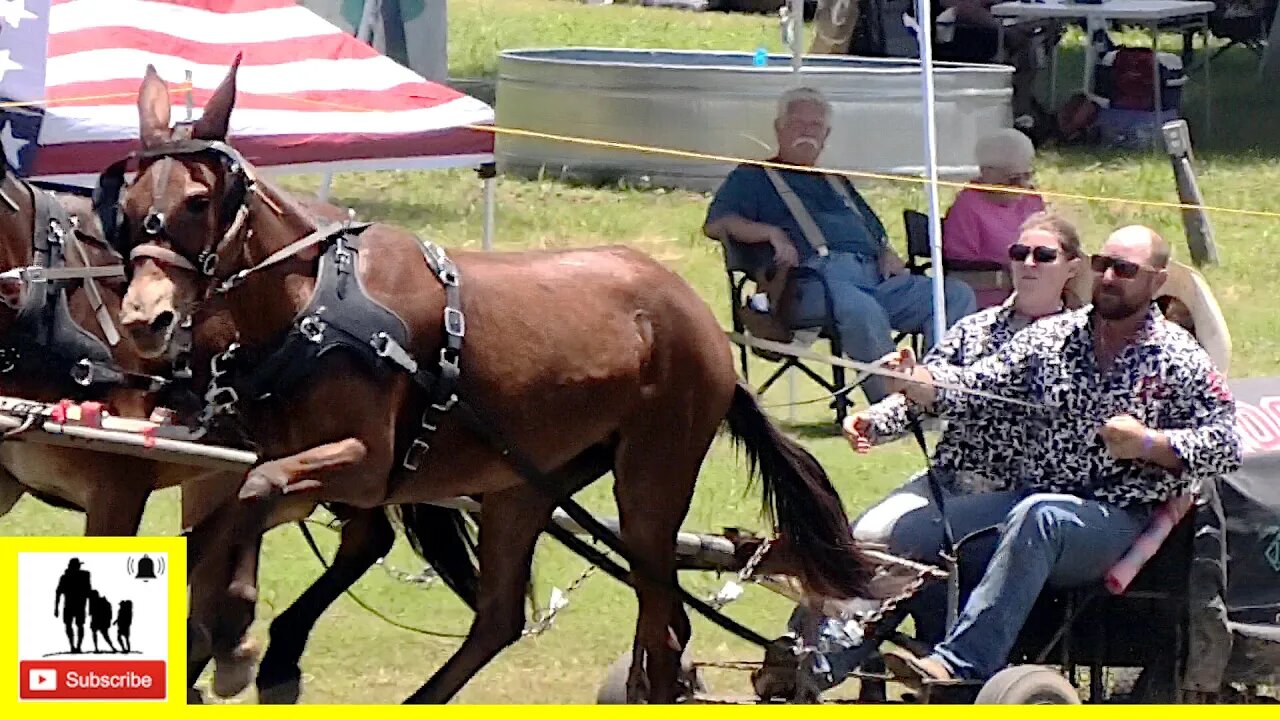 2-Up Mule Team Races - What About Bob Chuckwagon Races 2022 | Saturday