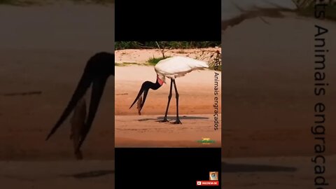 Simbolo do Pantanal tuiuiú (Jabiru mycteria) #shorts
