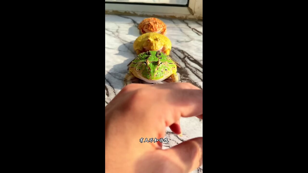 Cute Frog 2