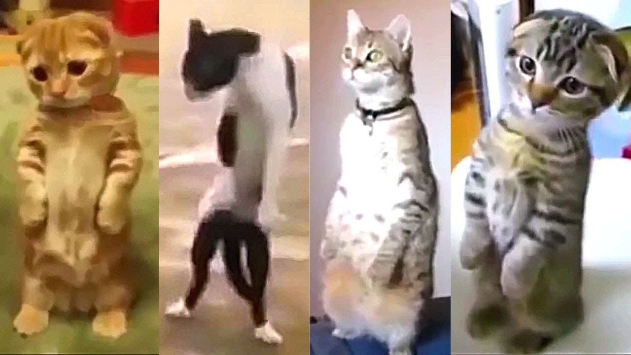 Funniest Animals 2023 😂 Funny Cats and Dogs Videos 😺🐶