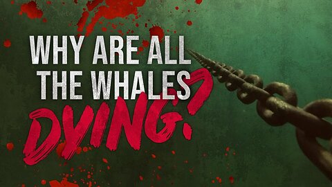 Why Are All the Whales Dying?