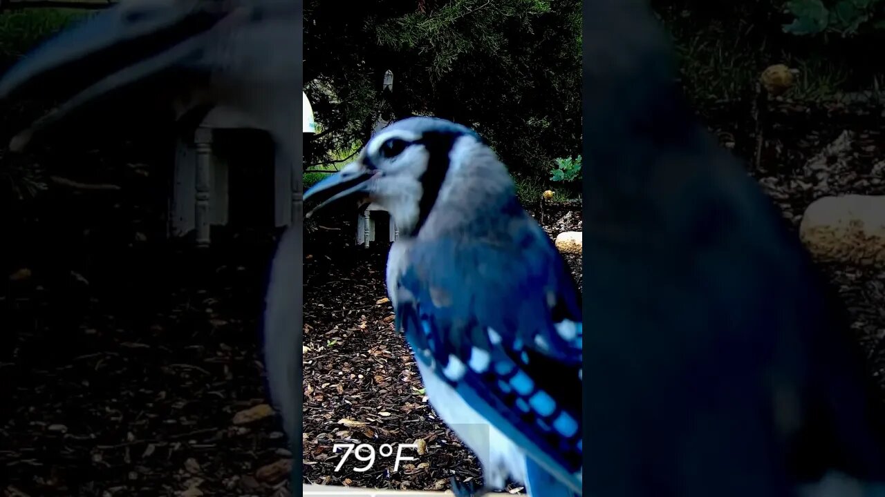 Blue Jay at the Selfie Cam #birds #nature #shorts