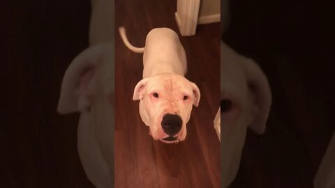 Dogo Argentino puts my dirty clothes in the laundry basket for me