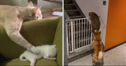 Restart if you laugh Challange #24