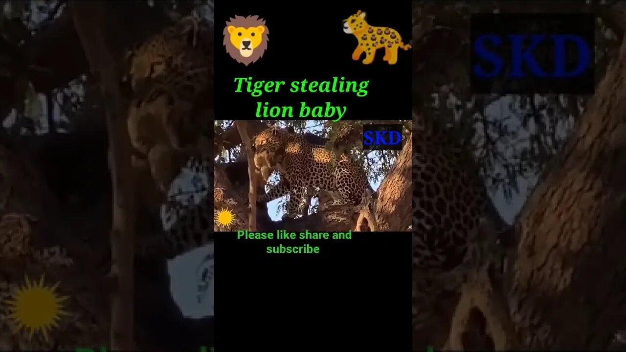 Tiger stealing lion baby 🍼#shorts #youtubeshorts #shortvideo