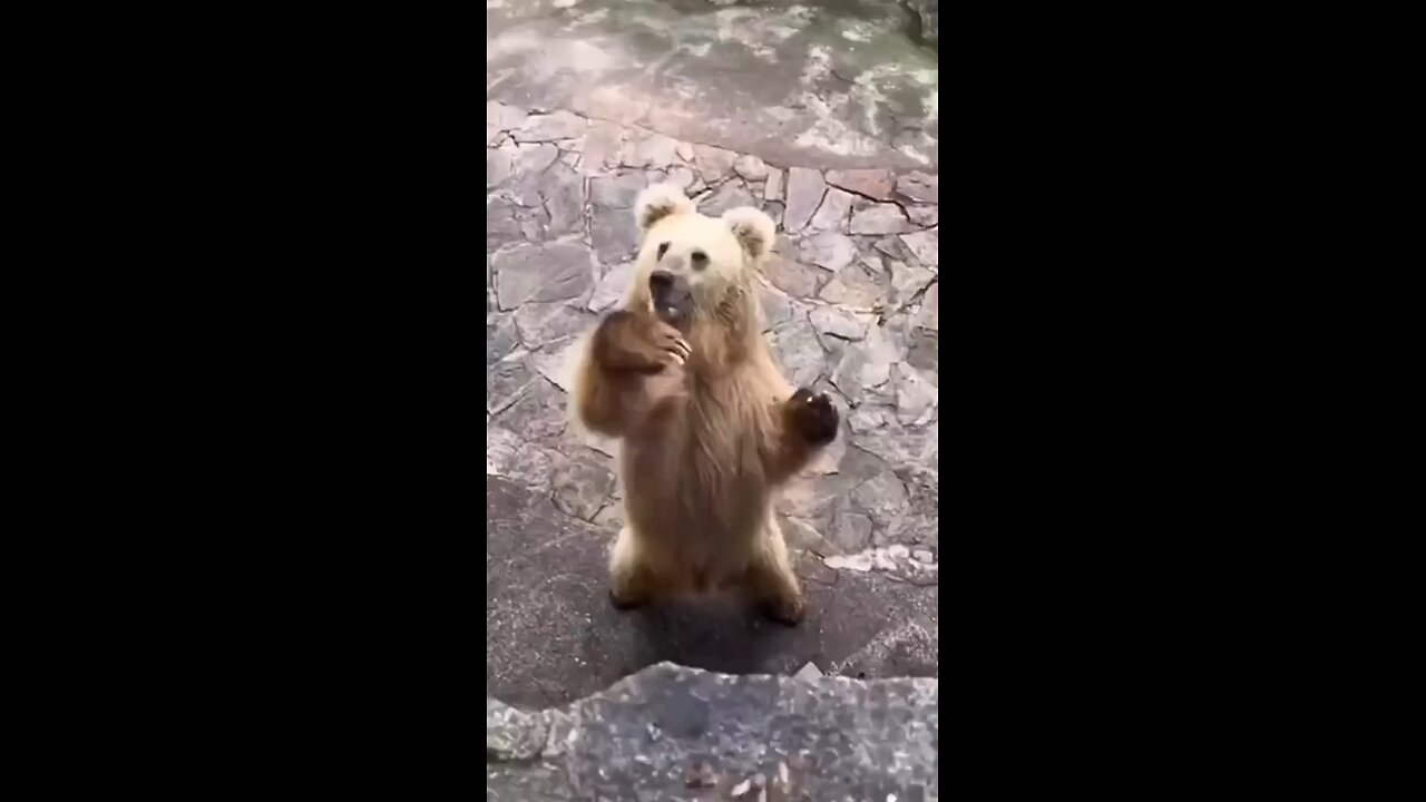 funny bear show hand sign