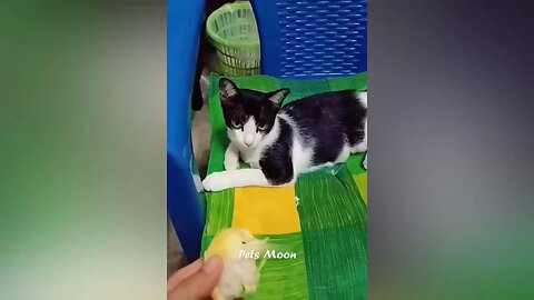 Funny animals video