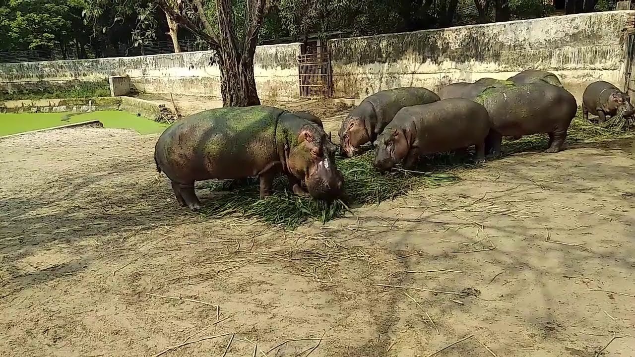 Jol Hosti (Hippopotamus) Feeding | How Much Hippo Can Eat At A Time