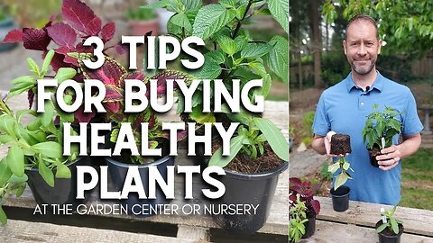 🌿 3 Tips for Buying Healthy Plants at the Garden Center #shorts 🌿