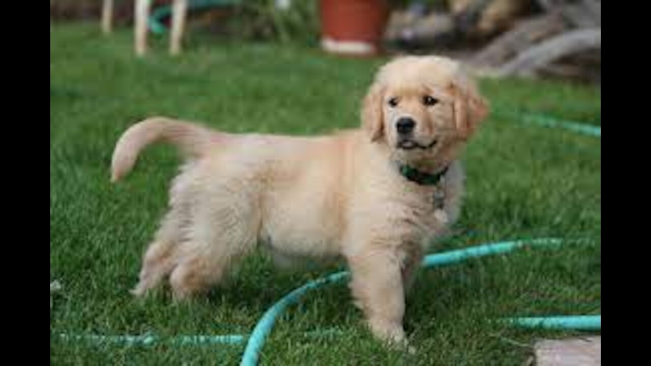 Funniest Cutest Golden Retriever Puppies