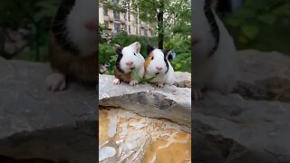 o beijo mais fofo da internet 😍😍