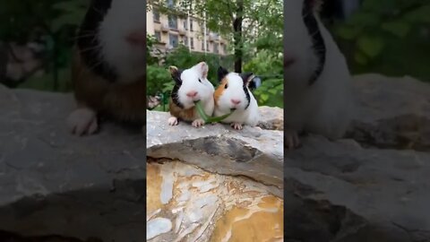 o beijo mais fofo da internet 😍😍