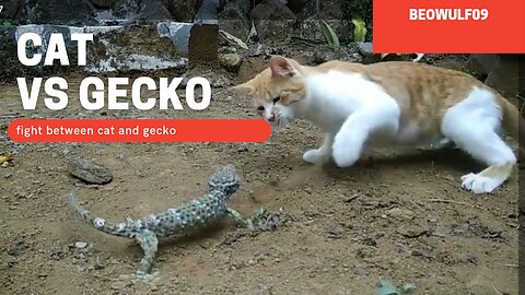 CAT VS GECKO FIGHT !! FUNNY ANIMALS FIGHT #funnyanimals