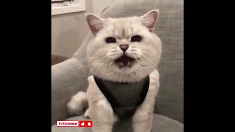 cute cat videos 😹 funny videos 😂1543