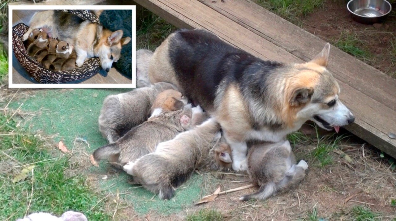 Willow's Litter 0-4 Weeks