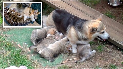 Willow's Litter 0-4 Weeks