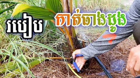 របៀបកាត់់​ធាងដូងអោយបានត្រឹមត្រូវ