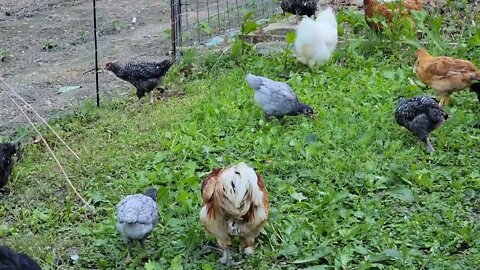 Chickens Update: they're almost grown!!