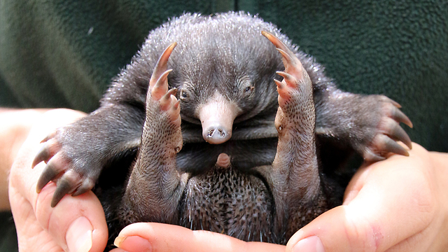 Tiny Echidna Babies Open Their Eyes: ZooBorns