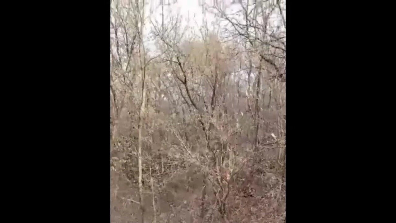 Insane Deer Walks Past Stand