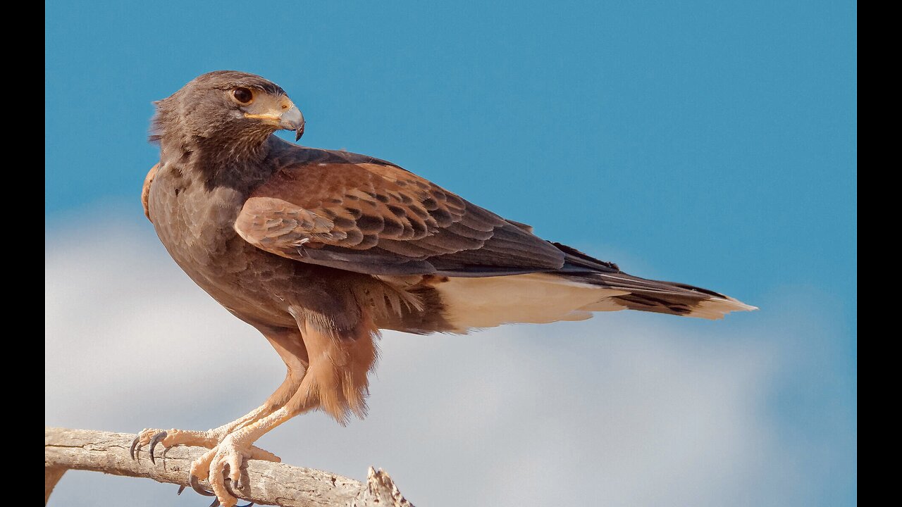 5 Fun Facts About Harris’s Hawk