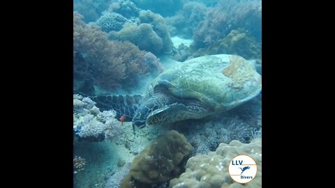 nemo and giant sea turtle playing