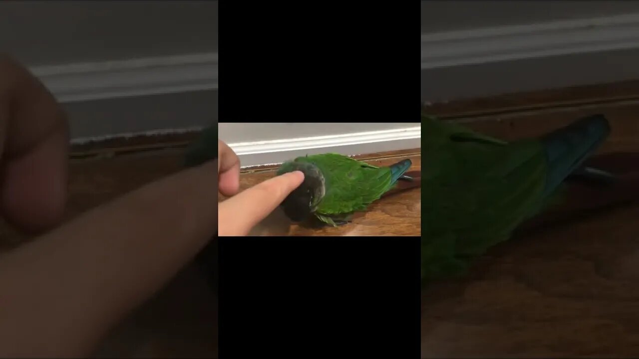 Me petting my bird